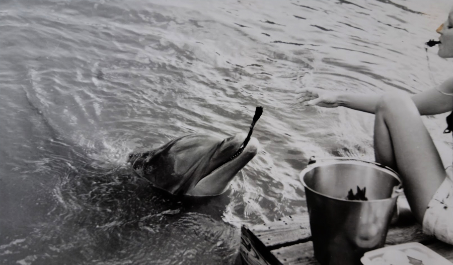 Person at the edge of a pier feeding a dolphin fish from a steel bucket.